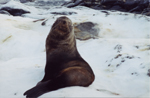 Antarctic fur seal